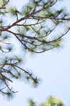 Longleaf pine